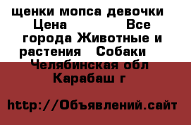 щенки мопса девочки › Цена ­ 25 000 - Все города Животные и растения » Собаки   . Челябинская обл.,Карабаш г.
